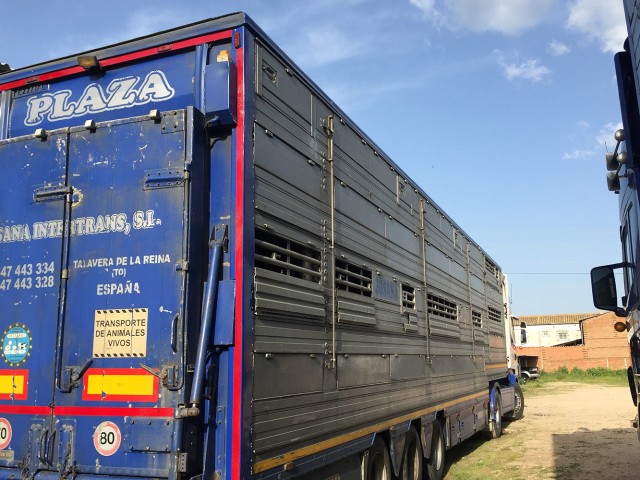 Transporte de ganado: requisitos del transporte por carretera